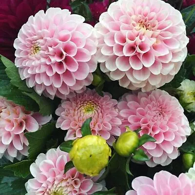 PICK YOUR DAHLIA! - Clump Of Tubers - Choose From (5) Cute Pompon & Ball Types • $15