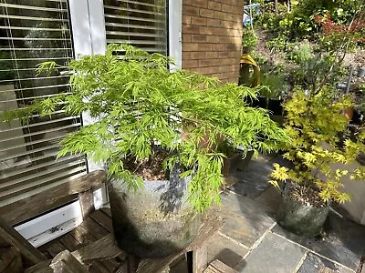 Japanese Maple Acer Palmatum Dissectum 50L Pot • £180