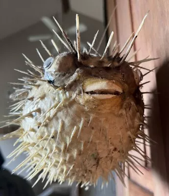 Vintage Taxidermy Hunting Puffer Porcupine Real Fish Blowfish  • $25