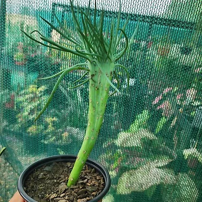 Senecio Vitalis Crest 'MERMAID TAIL'_#3 - Collector Plant • $24.95