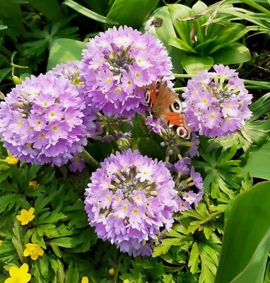 3×primula Denticulata Collection. Drumstick Primrose:Lilac Purple And Cerise  • £15.99