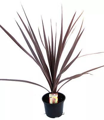 2 Cordyline Australis Red Star Palm 30-40cm Potted Patio Shrub Plant • £12.95