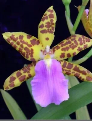 Rare Miltonia Orchid Dee Fujitakii 4  Pot-Fragrant Oncidoum Orchid Live Plant • $24.99