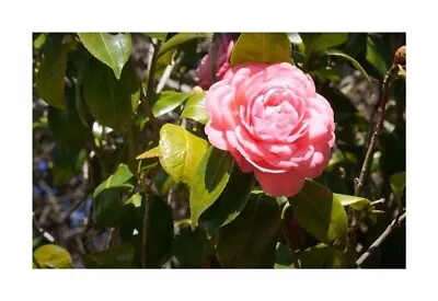 4x Camellia Japonica Pink Camelia Garden Plants - Seeds B1953 • £9.25