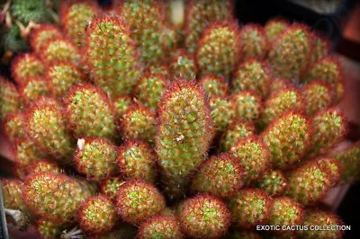 RARE MAMMILLARIA ELONGATA @j@ Exotic Cacti Pinchushion Cactus Seed 20 SEEDS • $8.99