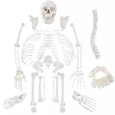 Disarticulated Human Skeleton Model For Anatomy Life Sized Anatomical Model ... • $252.91