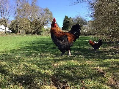 Black French Copper Maran      Hatching Eggs. X  Six.   Large Fowl . • £18