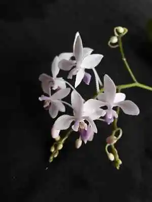 Phalaenopsis Equestris Miniature Fragrant Orchid Plant Species BLOOMING + CITES • $49