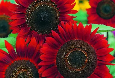 Red Sun Sunflowers Seeds Rare Unusual Stunning Garden Plant  • £3.71