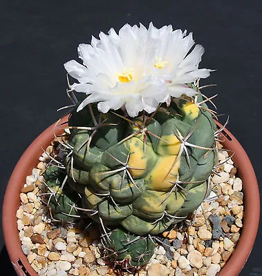Thelocactus Hexaedrophorus VARIEGATED Exotic Cactus Cacti Rare Seed 50 SEEDS • $14.99