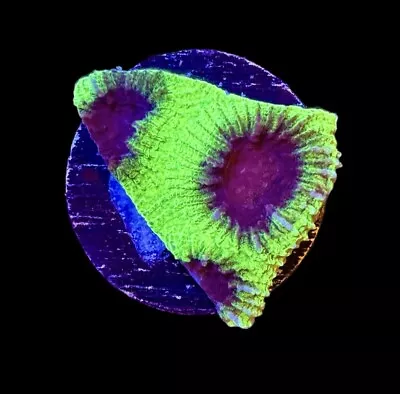 Moon Beam Favia Coral Frag - XL 1.5”  WYSIWYG -CHECK OUT OUR EBAY STORE • $24.99