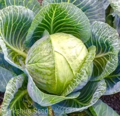 Cabbage Brigadier F1 - 80x Seeds - Vegetable • £1.99