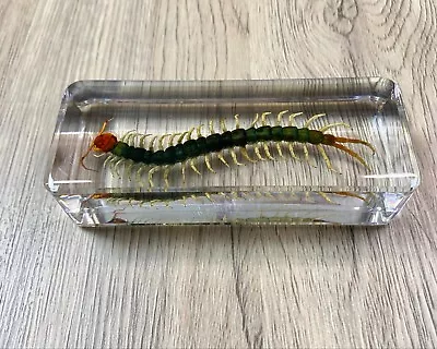 Large Centipede Insect Taxidermy Clear Acrylic Resin Paperweight Entomology • £19.99