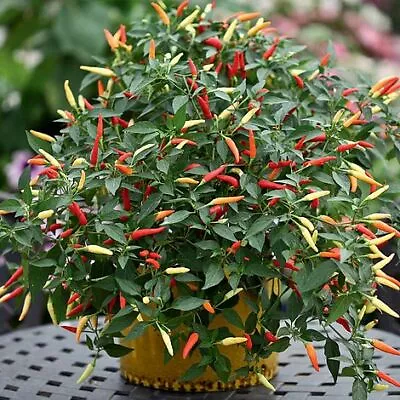 Chilli Basket Of Fire | 3 Plug Plants | Veg Plants • £8.99