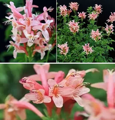 Cape Honeysuckle - Pink   | Tecoma Capensis | 20+ Seeds | Same Day Dispatch • £3.99