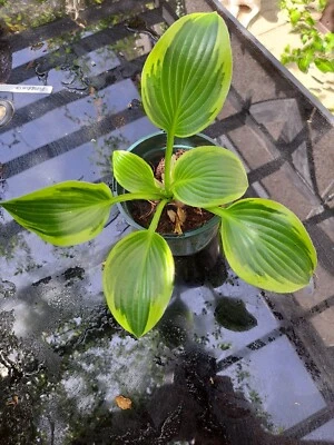 £3 • Buy Hosta Plants