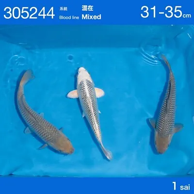 Imported Live Koi Fish - 12  - 14  Soragoi And Matsuba • $450