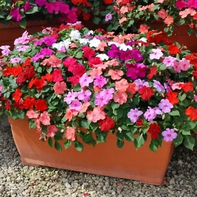 Impatiens Mini Plug Plants Mix Busy Lizzie Pack Of 12 PRESALE Sent From 24-Apr • £8.99