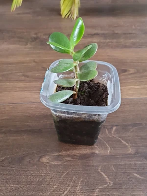 £1.50 • Buy Money Tree Jade Plant