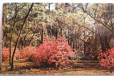 South Carolina SC Charleston Cypress Gardens Postcard Old Vintage Card View Post • $0.50