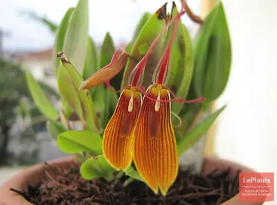 (316k2) Restrepia Striata    Miniature  NBS • $22