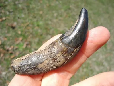 Bargain Dire Wolf Canine Tooth Florida Fossils Ice Age Extinct Saber Cat Jaw Fl@ • $345