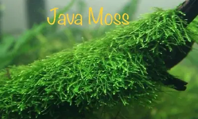 *BUY 2 GET 1 FREE* Java Moss Vesicularia Dubyana Easy Live Aquarium Plants ✅ • $7.99