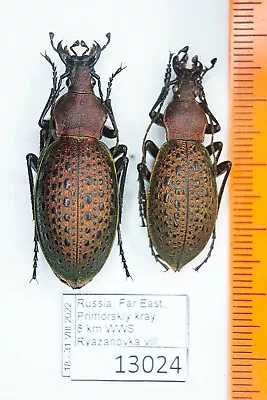 Carabus (Coptolabrus) Smaragdinus Losevi Carabidae Russia Far East Pair A1 13024 • $50