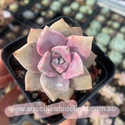 Graptopetalum Purple Delight 紫悦 紫乐 Succulents Delight Plant • $5.99