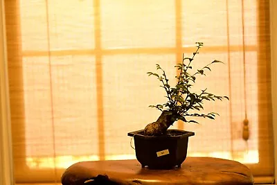 Outdoor Live Chinese Elm Bonsai Tree W/ Pot • $200