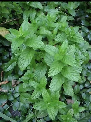 3 Live Chocolate Roots Scented Mint Herb Starter Plant • $9.89