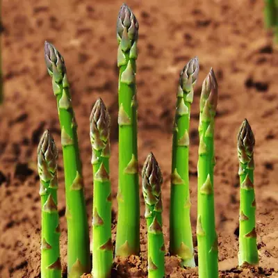 10 Roots Washington Asparagus Bare Living Seedling Plants - Passion In The Garde • $21.99