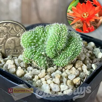 Crested 'Peanut Cactus' Echinops... Chamaecereus [68mm Pot] Rare Succulent • $5