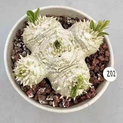 Succulent Plant Pachypodium Brevicaule Root Crops  • $56.99