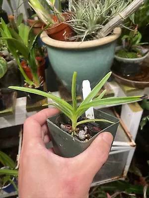 MINI YELLOW ORCHID SPECIES Ascocentrum Miniatum BS Plant • $27