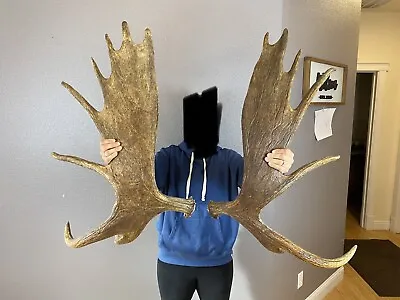 HUGE Moose Antler Shed Set Match Horns Mount Carving Wild Idaho Fresh BIG Pair • $999.99
