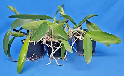 THG Orchid Cattleya Alliance A Mix Of 3 Different Orchids In 10cm Pots A25. • $35