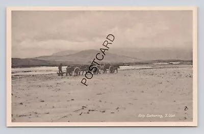 Postcard (M2) Scotland South Uist Kelp Gathering • £49.99