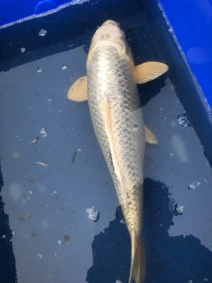 £400 • Buy Koi Carp For Sale 2 Ghost 1 Platinum Ogon 1 Ogon (orange) 