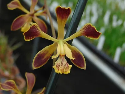 Encyclia Alata X Encyclia Fowliei Bloom Size 4  Pot PRIMARY HYBRID A • $25