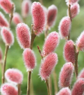 Mount Aso Japanese Pink Pussy Willow (Salix Gracilistyla) Bare Root Young Plant • £12.50
