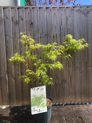 Acer Palmatum 'seiryu' 60 - 65cm High Including The Pot  3 Litre Pot • £29.50