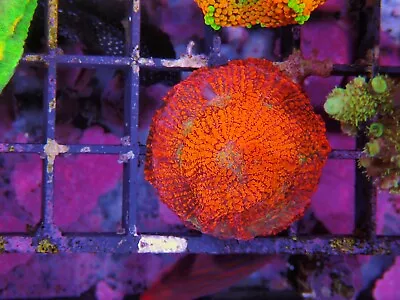 Rainbow Acan Enchinata Marine Aquarium Lps Hard Coral  • £35