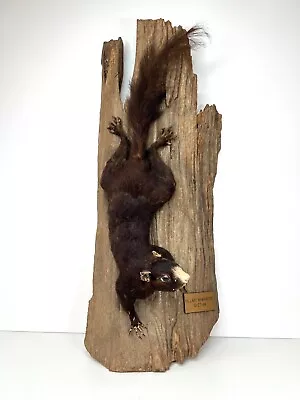 Vintage Taxidermy Brown Squirrel With Wooden Mount From 1984 North Georgia • $199.99