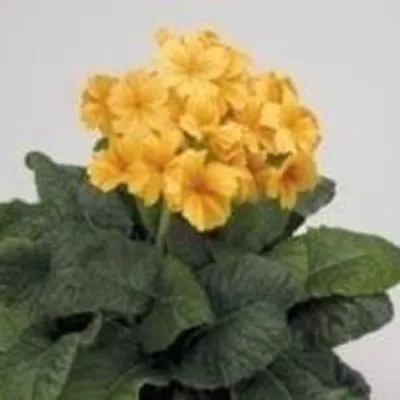 £1.19 • Buy Polyanthus - Crescendo Golden - 20 Seeds
