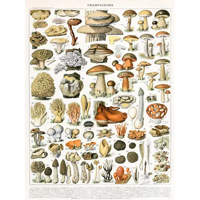 Millot Encyclopedia Page Mushrooms Variety Canvas Wall Art Print Poster • £13.99