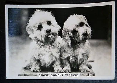£3.99 • Buy DANDIE DINMONT TERRIER   Vintage 1930's Photo Card   QC28M