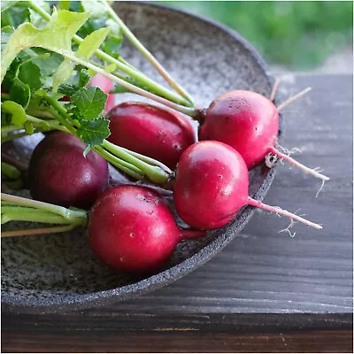 Radish PINK CELEBRATION 50+ Seeds HEIRLOOM Vegetable Garden ALL SEASON FAST GROW • $4.99