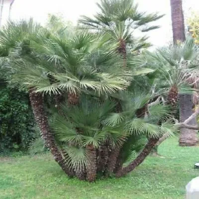 Cold Hardy (-10°C/14°F) - Chamaerops Humilis - Mediterranean Palm - 10/200 Seeds • £2.02