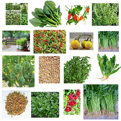 Thai Vegetableherb SEEDS -aubergine Chilli Basil Rice Culantro Kalegourd • £3.49